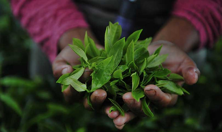 Die Teepflanze und die Gesundheit