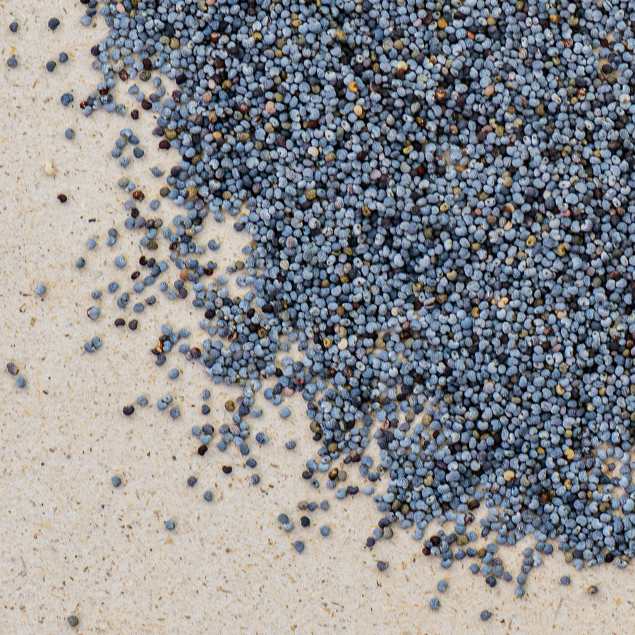 mohnsamen aufbewahren Blaumohnsamen bio ganz von teewerk.ch