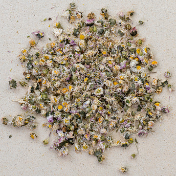 Gänseblümchen BIO ganz, bellis perennis