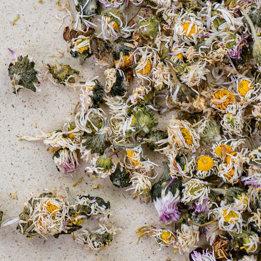 Gänseblümchen BIO ganz, bellis perennis