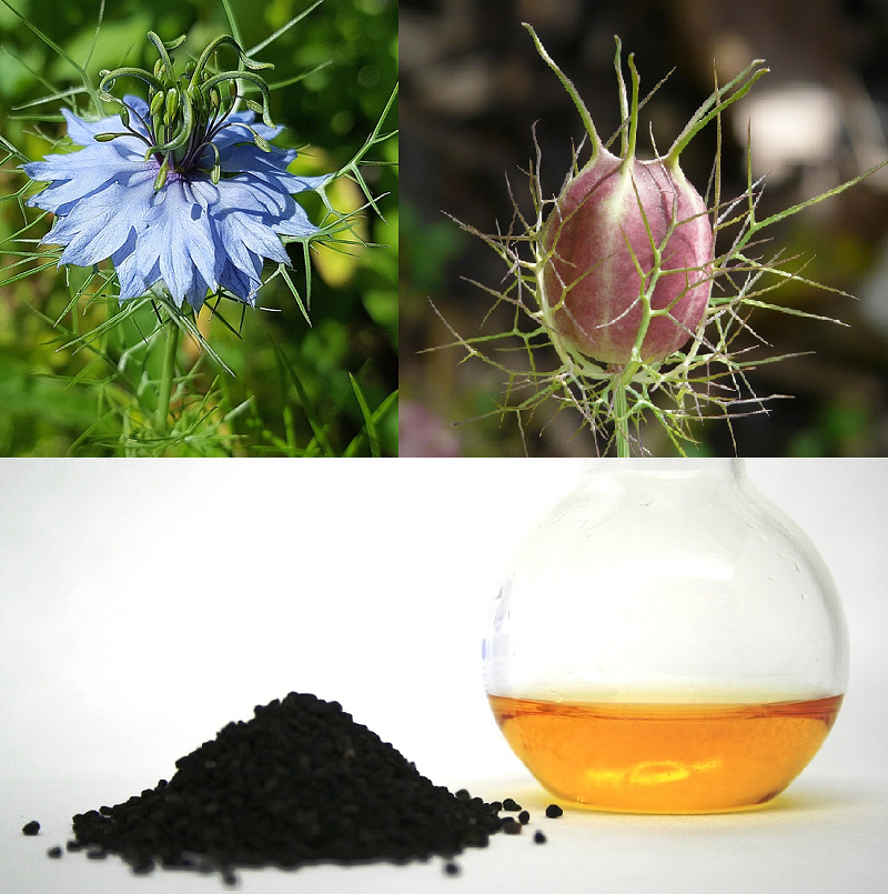Schwarzkümmel BIO ganz, nigellae sativa semen