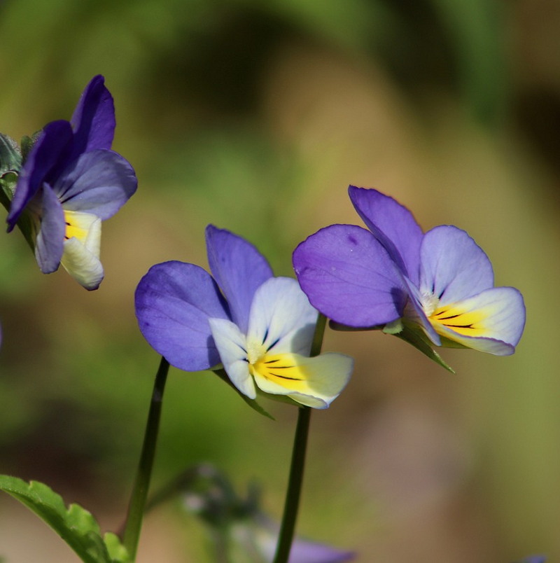 Stiefmütterchenblüten ganz, viola tricolor, wildes Stiefmütterchen