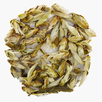 China weisser Tee Ya Bao first grade Premium (wilder Tee, camellia taliensis)