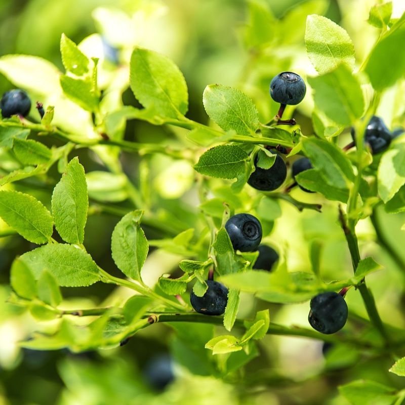 Heidelbeerblätter BIO geschnitten, myrtilli folium